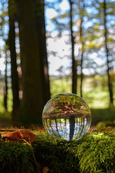 Glass ball lies on a branch in nature, with reflections of a green forest in the glass