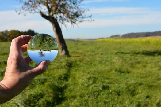 Human hand holds a glass ball in which a tree is reflected in green nature, with a blurred background