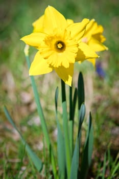 Daffodils at Easter time on a meadow. Yellow flowers shine against the green grass. Early bloomers that announce the spring. Plants photo