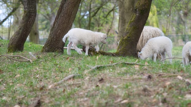 Easter lambs on a green meadow between trees. White wool on a farm animal on a farm. Animal photo of a mammal