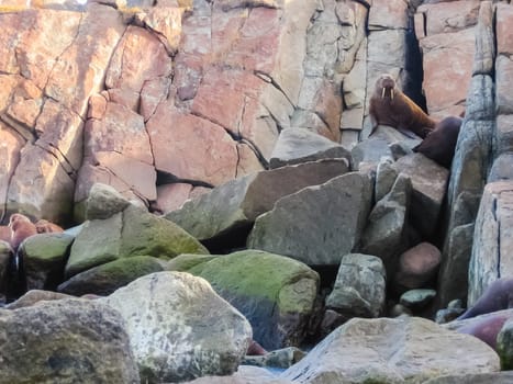 Walrus in the Arctic Ocean, a hunt for locals