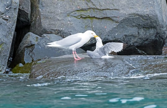 Glaucous Gull Killing a Kittiwake at Alkefjellet in the Svalbard Islands