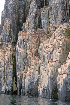 Thousands of Nesting Brunnichs Guillemots on a Ocean Cliff at Alkefjellet in the Svalbard Islands
