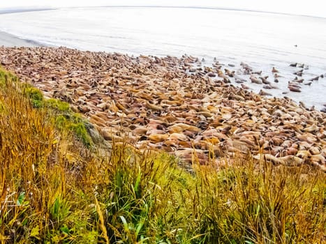 Walrus in the Arctic Ocean, a hunt for locals