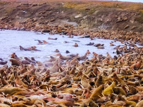 Walrus in the Arctic Ocean, a hunt for locals