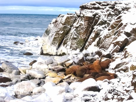 Walrus in the Arctic Ocean, a hunt for locals