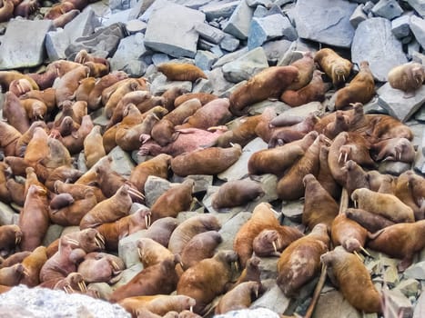 Walrus in the Arctic Ocean, a hunt for locals