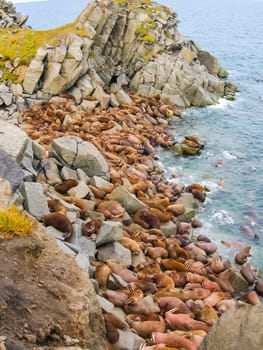 Walrus in the Arctic Ocean, a hunt for locals