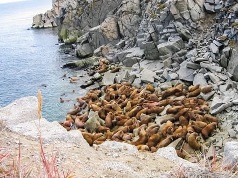 Walrus in the Arctic Ocean, a hunt for locals