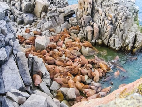Walrus in the Arctic Ocean, a hunt for locals