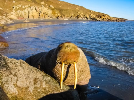 Walrus in the Arctic Ocean, a hunt for locals