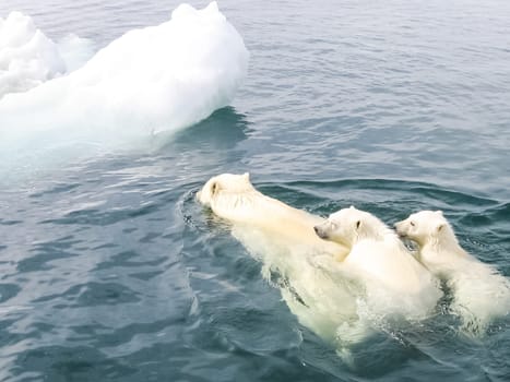 Polar bear in the arctic. Bears in the water.