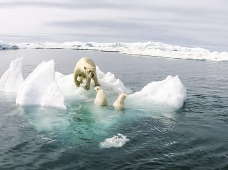 Polar bear in the arctic. Bears in the water.