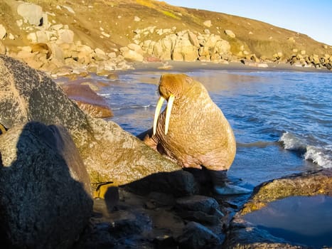 Walrus in the Arctic Ocean, a hunt for locals