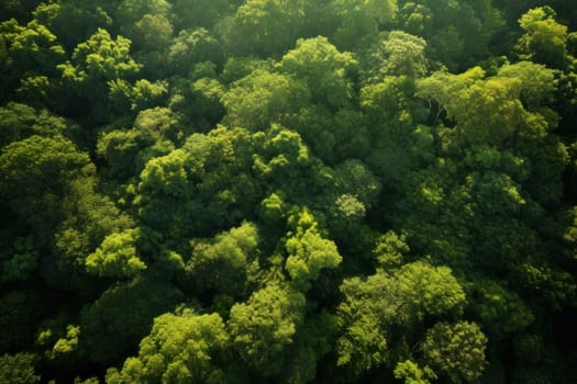 Aerial View of Sun-Dappled Forest Canopy. Generative AI