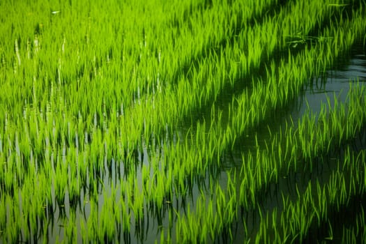 Vibrant green rice stalks casting reflections. Generative AI