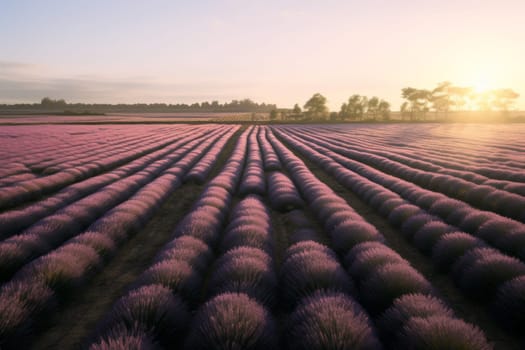 Lavender Field in Morning Light. Generative AI