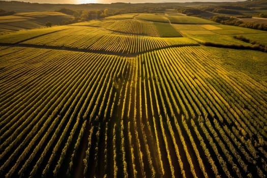 Grape Harvest in Vast Vineyard. Generative AI