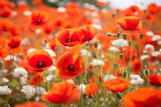 Vibrant Wild Poppy Field. Generative AI