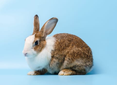 Adorable brown white rabbit portrait sitting on blue background