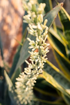 Sansevieria Snake Plant pot with sprouting White Flower. Flower stalks from ornamental plants.