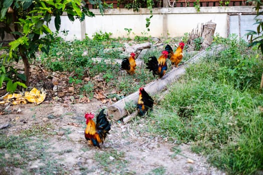 An important rooster leads his chickens for a walk. Agricultural industry. The farming of chickens.