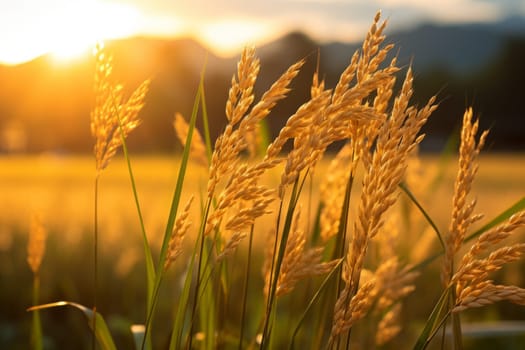 Golden sunlight filtering through rice stalks. Generative AI