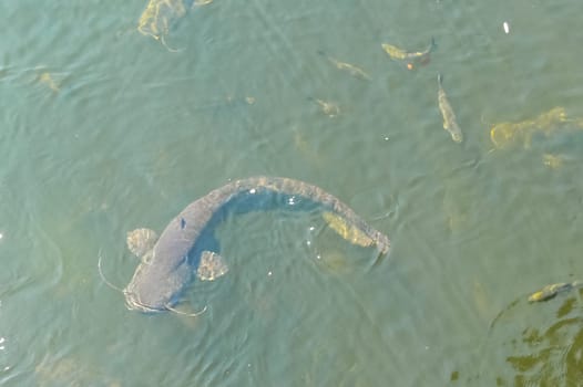 Catfish near the surface of the water, catfish bottom fish scavenger.