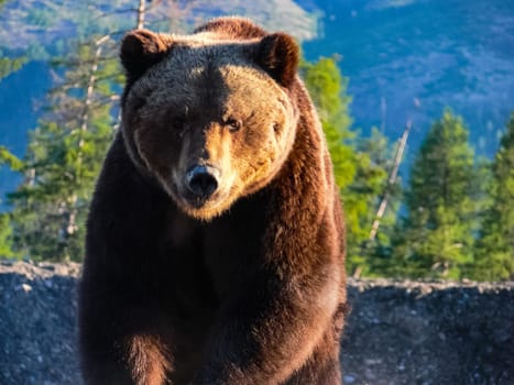 The bear eats with garbage. The bear eats with garbage.