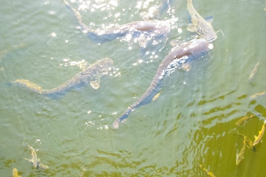 Catfish near the surface of the water, catfish bottom fish scavenger.