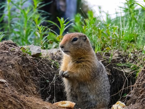 The woodchuck got out of the hole. The woodchuck got out of the hole.