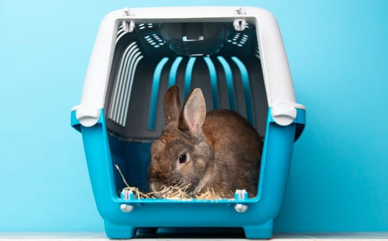 Rabbit in a transport box, pet locked in a cage, taking care of domestic animal, vacation or appointment at a vet doctor
