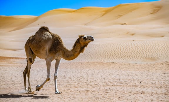 Camel on Sharqiyah Sands in Bidiyah Province, Oman