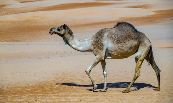 Camel on Sharqiyah Sands in Bidiyah Province, Oman