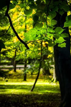 Nature near Peterhof, ponds and forest. Nature near Peterhof, ponds and forest