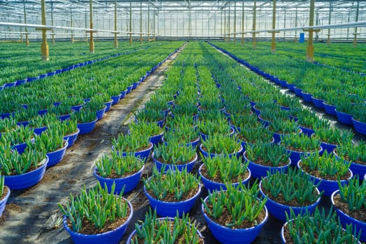 hundreds of pots with young plants in a commercial greenhouse