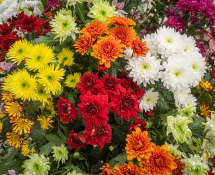 closeup of chrysanthemum flowers in various colors
