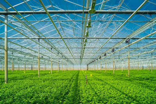 interior of a commercial greenhouse in the netherlands
