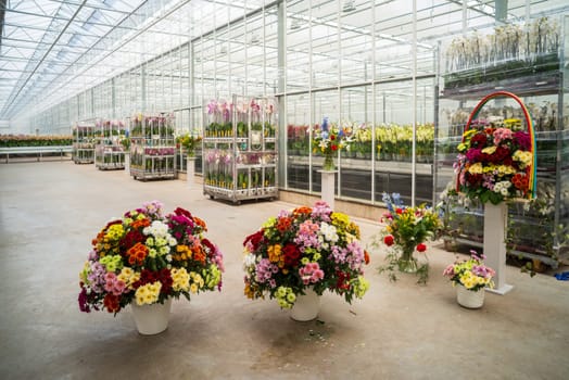cultivation of orchids in a commercial greenhouse