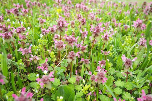 Lamium purpureum, red purple dead-nettle, or purple archangel is annual herbaceous flowering plant. Zygomorphic flowers with a top hood-like petal, two lower lip petal lobes and minute fang-like lobes