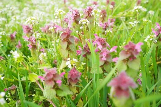 Lamium purpureum, red purple dead-nettle, or purple archangel is annual herbaceous flowering plant. Zygomorphic flowers with a top hood-like petal, two lower lip petal lobes and minute fang-like lobes