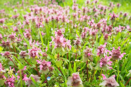 Lamium purpureum, red purple dead-nettle, or purple archangel is annual herbaceous flowering plant. Zygomorphic flowers with a top hood-like petal, two lower lip petal lobes and minute fang-like lobes