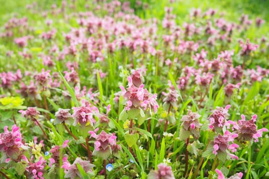Lamium purpureum, red purple dead-nettle, or purple archangel is annual herbaceous flowering plant. Zygomorphic flowers with a top hood-like petal, two lower lip petal lobes and minute fang-like lobes