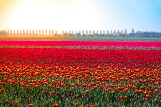 colorful blooming tulips in the netherlands