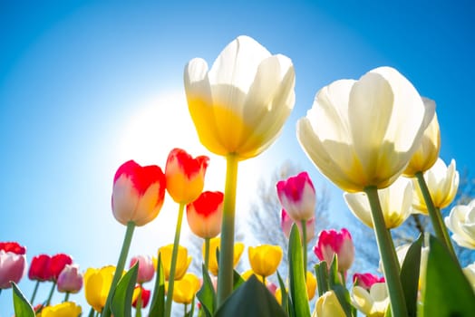 colorful blooming tulips in the netherlands
