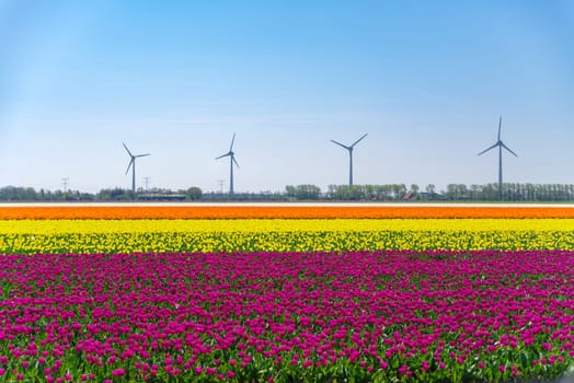 field of blooming tulips with some wind turbines in the background