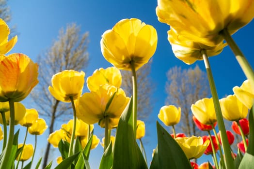 colorful blooming tulips in the netherlands