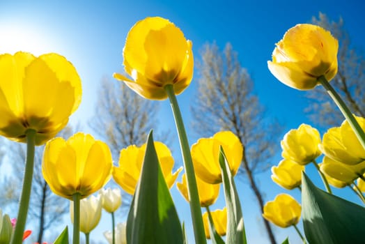 colorful blooming tulips in the netherlands