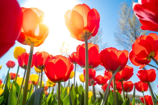 colorful blooming tulips in the netherlands