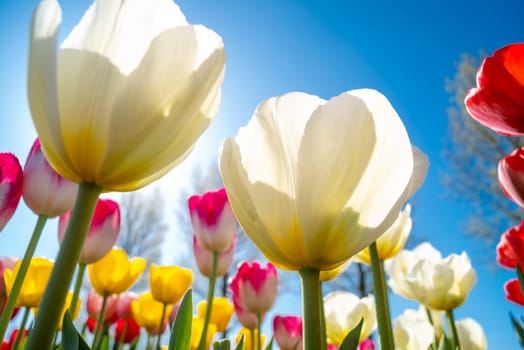 colorful blooming tulips in the netherlands